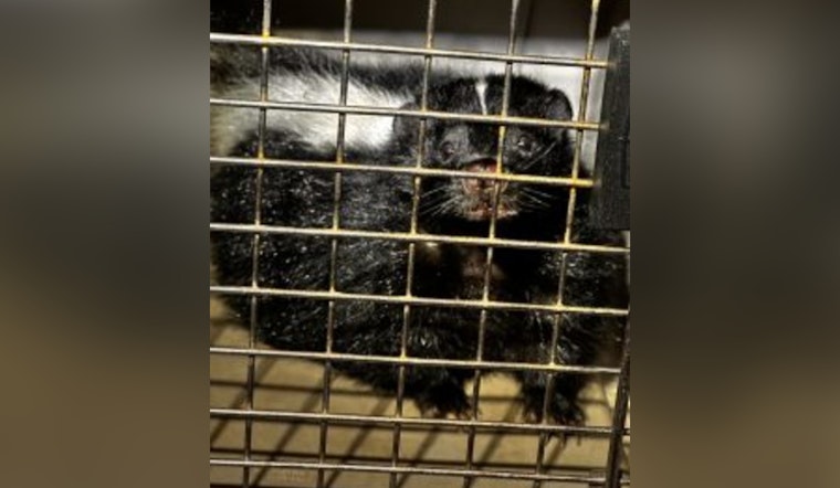Rogue Skunk Captured at Honolulu Harbor after Evading Hawaii Officials for Days