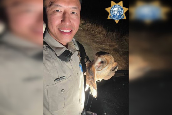 Sacramento CHP Officer Hang to the Rescue of an Injured Owl on Twin Cities Road