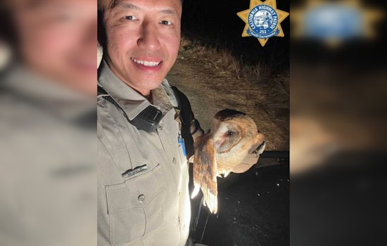 Sacramento CHP Officer Hang to the Rescue of an Injured Owl on Twin Cities Road