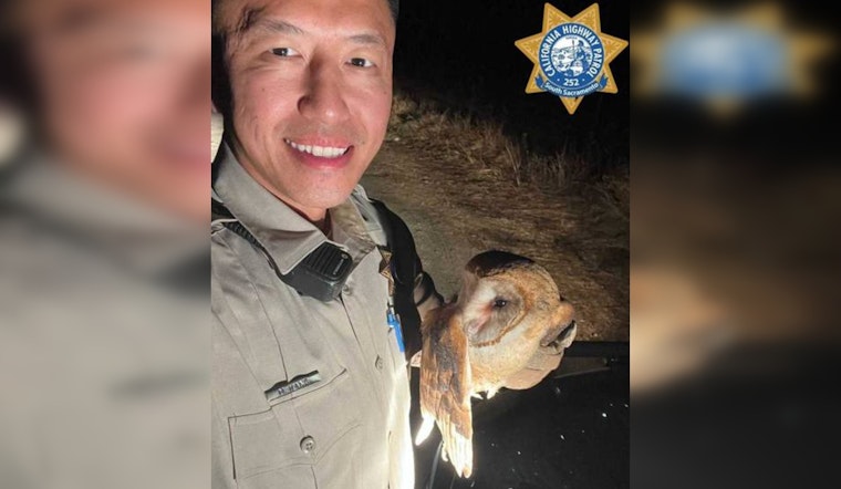 Sacramento CHP Officer Hang to the Rescue of an Injured Owl on Twin Cities Road