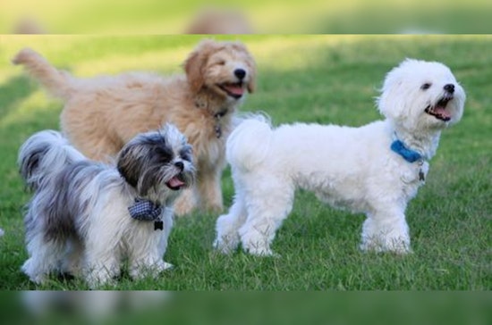 Sacramento Invites Public to Weigh In on New Dog Park Location for William Land Park