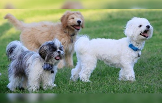 Sacramento Invites Public to Weigh In on New Dog Park Location for William Land Park