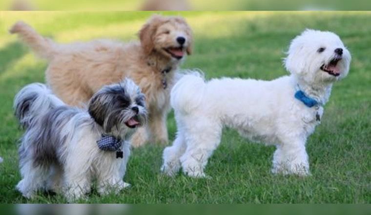 Sacramento Invites Public to Weigh In on New Dog Park Location for William Land Park