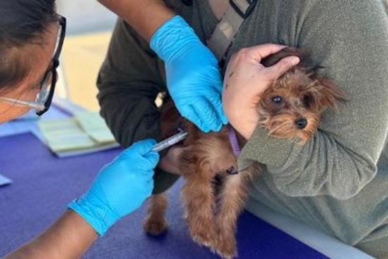 Sacramento Pet Owners Urged to Vaccinate as Rabies Situation Intensifies