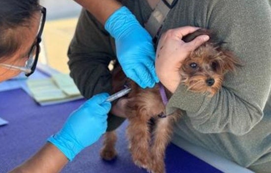 Sacramento Pet Owners Urged to Vaccinate as Rabies Situation Intensifies