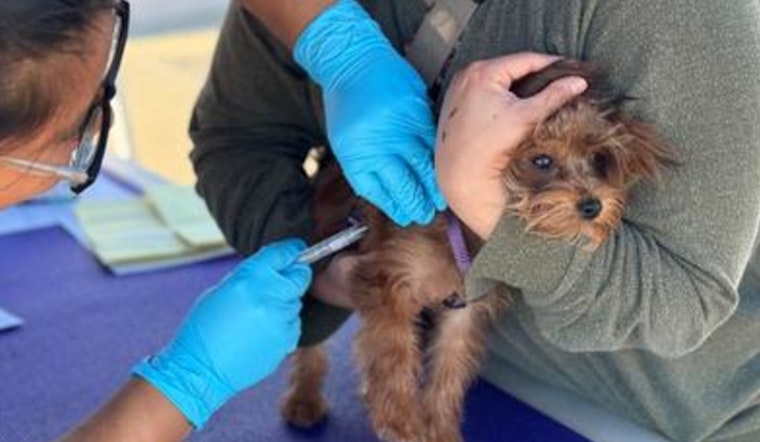 Sacramento Pet Owners Urged to Vaccinate as Rabies Situation Intensifies