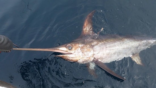 VIDEO: San Diego Fishermen Reel in Colossal 492-Pound Swordfish, Narrowly Miss State Record