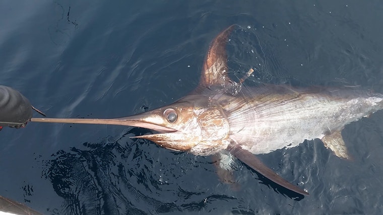 VIDEO: San Diego Fishermen Reel in Colossal 492-Pound Swordfish, Narrowly Miss State Record