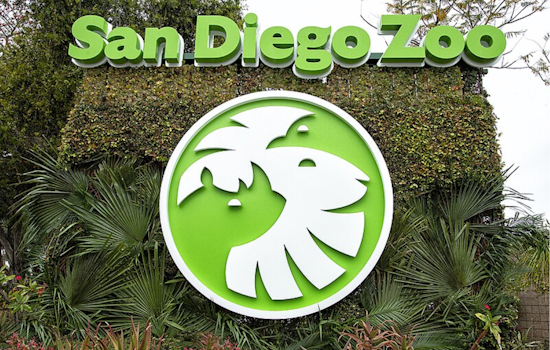 San Diego Zoo Launches Live Panda Cam Streaming Beloved Bears Xin Bao and Yun Chuan
