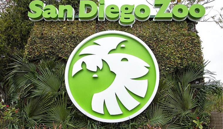 San Diego Zoo Launches Live Panda Cam Streaming Beloved Bears Xin Bao and Yun Chuan