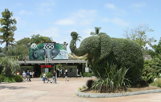 San Diego Zoo Partners with Nintendo for Pikmin-Themed Scavenger Hunt Adventure