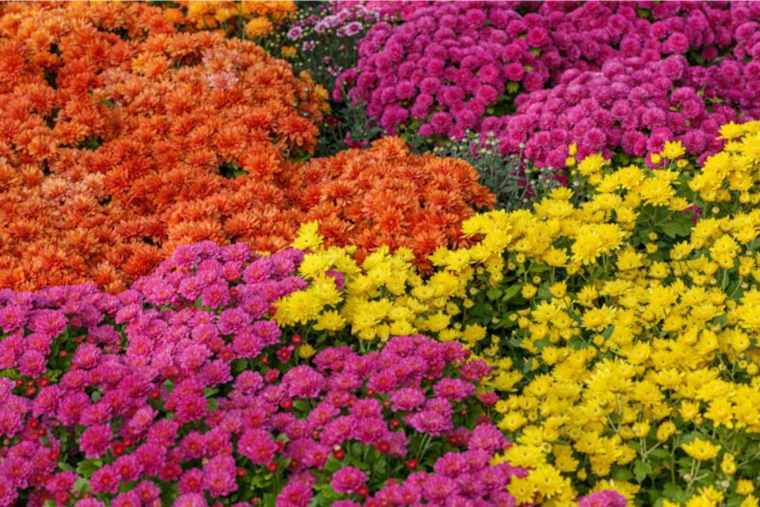 San Diego's Agricultural Sector Demonstrates Resilience and Growth Amidst Challenges According to Annual Crop Report