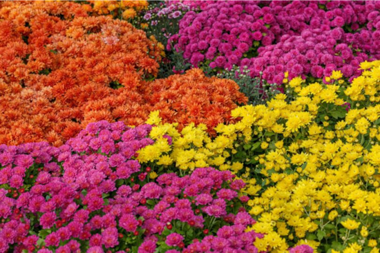 San Diego's Agricultural Sector Demonstrates Resilience and Growth Amidst Challenges According to Annual Crop Report