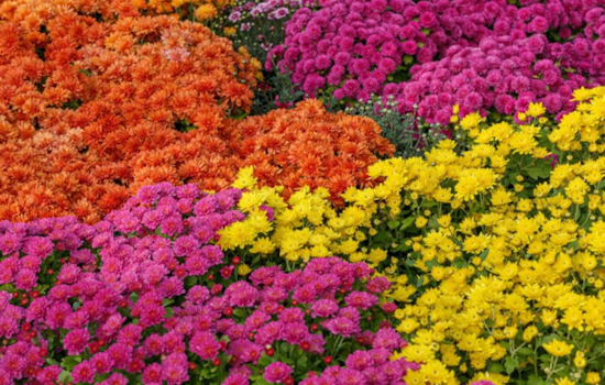 San Diego's Agricultural Sector Demonstrates Resilience and Growth Amidst Challenges According to Annual Crop Report
