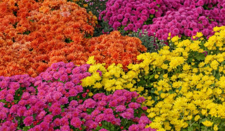 San Diego's Agricultural Sector Demonstrates Resilience and Growth Amidst Challenges According to Annual Crop Report