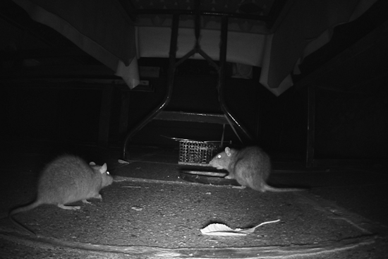 San Diego's O Lot Shelter Residents Allege Rat Infestation, City Rebuts Claims Amid Political Spotlight
