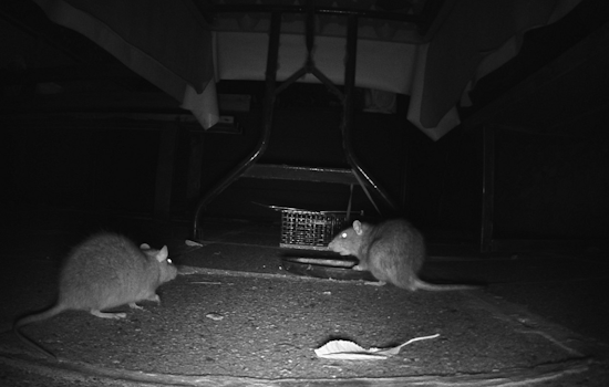 San Diego's O Lot Shelter Residents Allege Rat Infestation, City Rebuts Claims Amid Political Spotlight