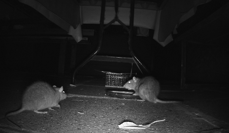 San Diego's O Lot Shelter Residents Allege Rat Infestation, City Rebuts Claims Amid Political Spotlight