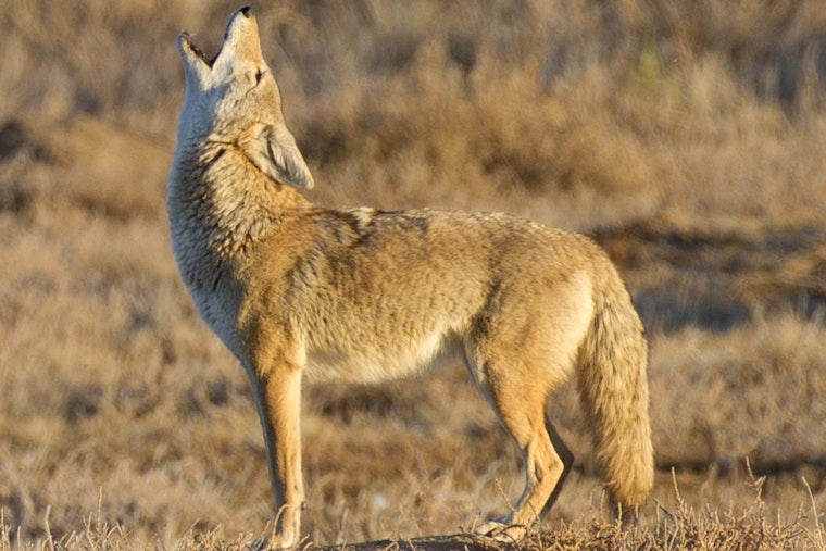 Saugus Community on High Alert Following Series of Coyote Attacks on Local Pets
