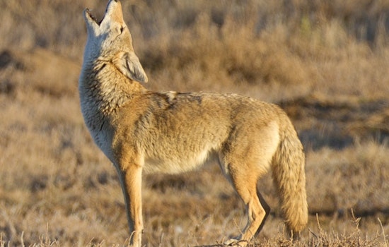 Saugus Community on High Alert Following Series of Coyote Attacks on Local Pets