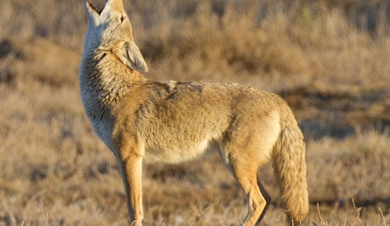 Saugus Community on High Alert Following Series of Coyote Attacks on Local Pets