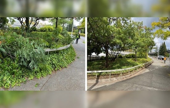 SDOT Prunes Back Overgrowth in Seattle for Safer Streets and Improved Visibility