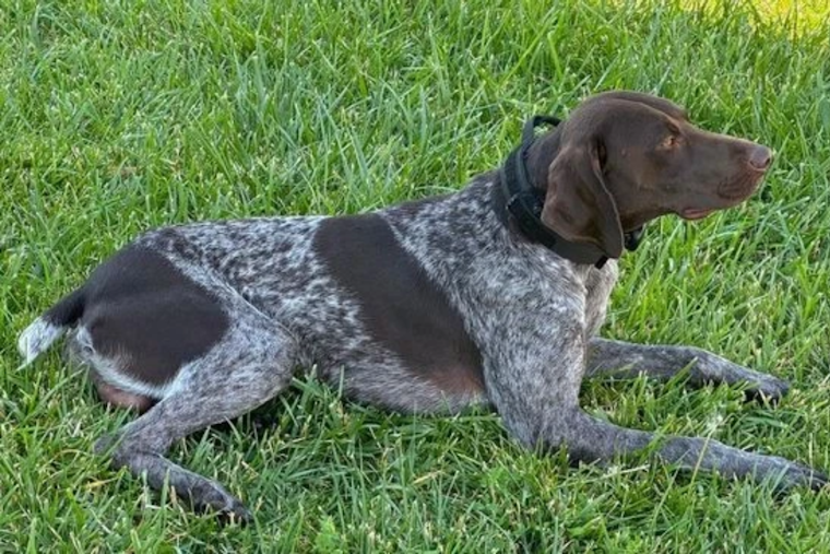 Search Suspended for Missing K-9 Officer Kash in Davis County, Public Urged to Help