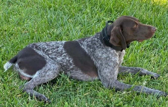 Search Suspended for Missing K-9 Officer Kash in Davis County, Public Urged to Help