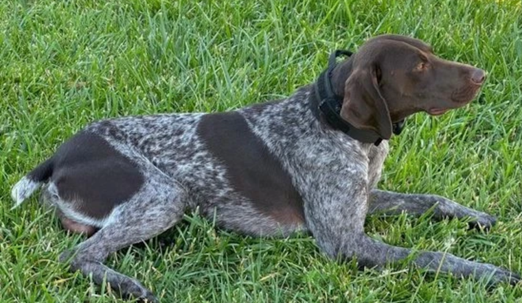 Search Suspended for Missing K-9 Officer Kash in Davis County, Public Urged to Help