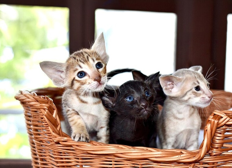 Seattle Humane Society Welcomes 60 Kittens from Hurricane-Hit Tennessee