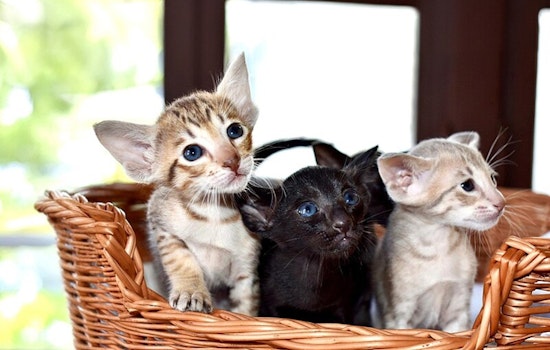 Seattle Humane Society Welcomes 60 Kittens from Hurricane-Hit Tennessee
