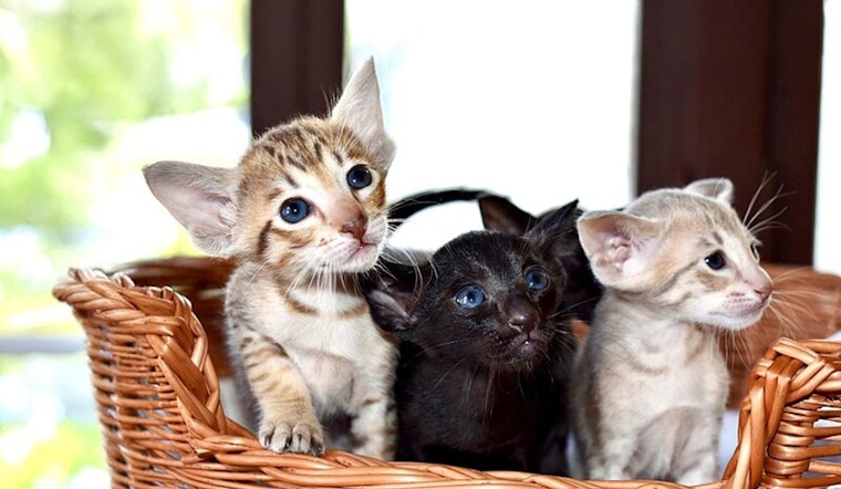 Seattle Humane Society Welcomes 60 Kittens from Hurricane-Hit Tennessee