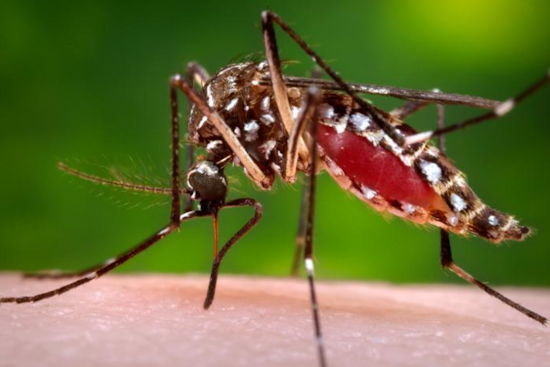 Second Local Dengue Fever Case Spotted in Vista Resident, San Diego County Escalates Mosquito Control Efforts