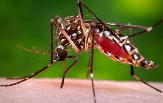Second Local Dengue Fever Case Spotted in Vista Resident, San Diego County Escalates Mosquito Control Efforts