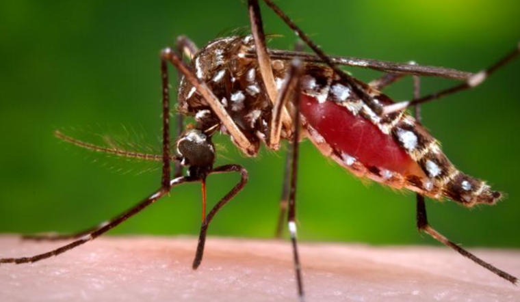 Second Local Dengue Fever Case Spotted in Vista Resident, San Diego County Escalates Mosquito Control Efforts