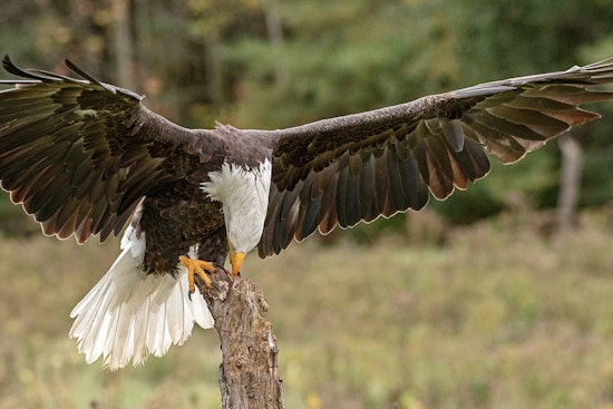 Sparta Man, 91, Pleads Guilty to Unlawful Killing of a Bald Eagle in Violation of Federal Protections