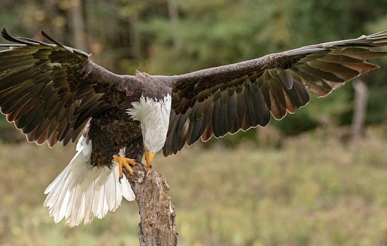 Sparta Man, 91, Pleads Guilty to Unlawful Killing of a Bald Eagle in Violation of Federal Protections