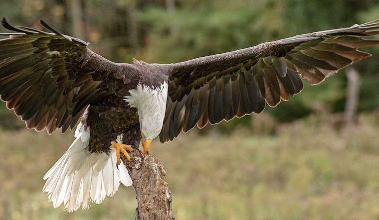 Sparta Man, 91, Pleads Guilty to Unlawful Killing of a Bald Eagle in Violation of Federal Protections