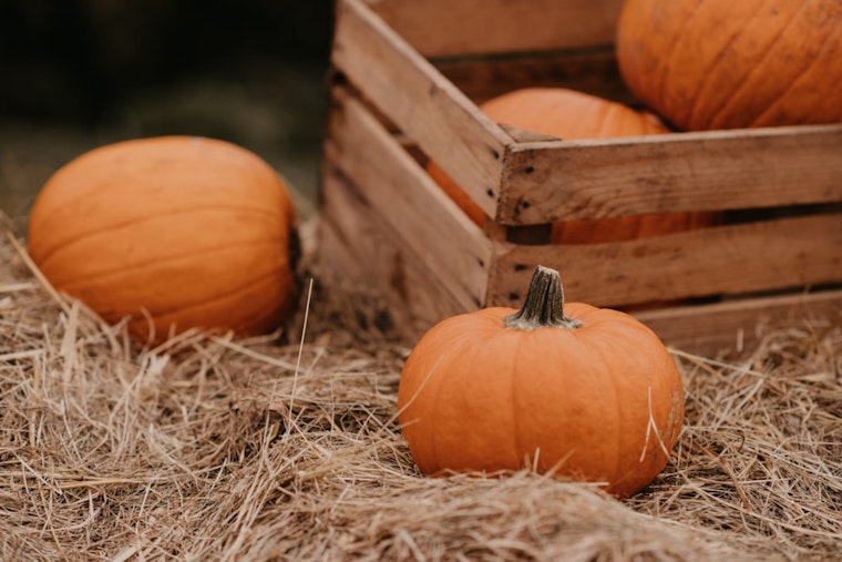 Spring Branch Entrepreneur Heather Torres Makes Waves as Texas' Premier Porch Pumpkin Decorator