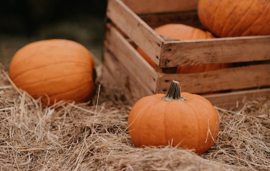 Spring Branch Entrepreneur Heather Torres Makes Waves as Texas' Premier Porch Pumpkin Decorator
