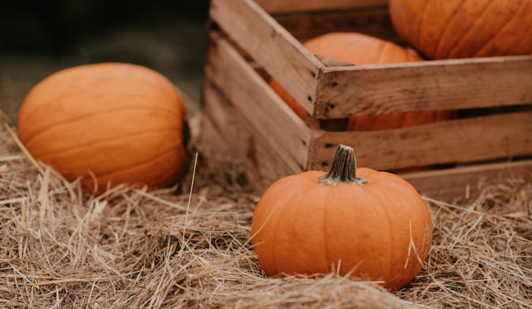 Spring Branch Entrepreneur Heather Torres Makes Waves as Texas' Premier Porch Pumpkin Decorator