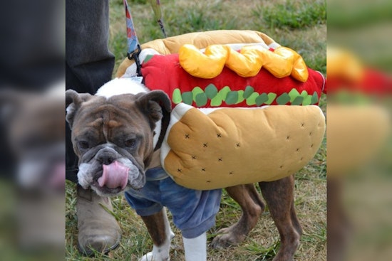 St. Louis Park Goes to the Dogs: Over 400 Celebrate Howl-O-Ween with Pups and Pals