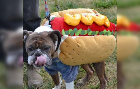 St. Louis Park Goes to the Dogs: Over 400 Celebrate Howl-O-Ween with Pups and Pals