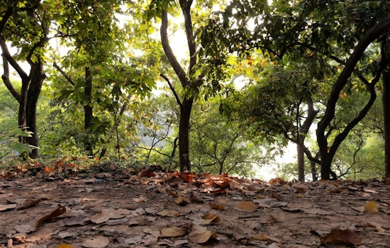 St. Louis Park, MN, Announces Seasonal Changes to Brush Drop-Off and Yard Waste Schedules