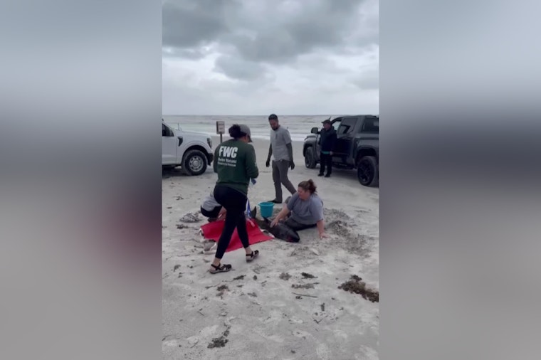  Stranded Dwarf Sperm Whale Calf Euthanized in St. Johns County After Ingesting Shopping Bag in Plastic Pollution Tragedy