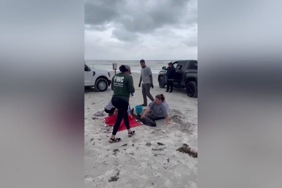  Stranded Dwarf Sperm Whale Calf Euthanized in St. Johns County After Ingesting Shopping Bag in Plastic Pollution Tragedy