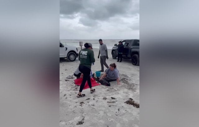 Stranded Dwarf Sperm Whale Calf Euthanized in St. Johns County After Ingesting Shopping Bag in Plastic Pollution Tragedy