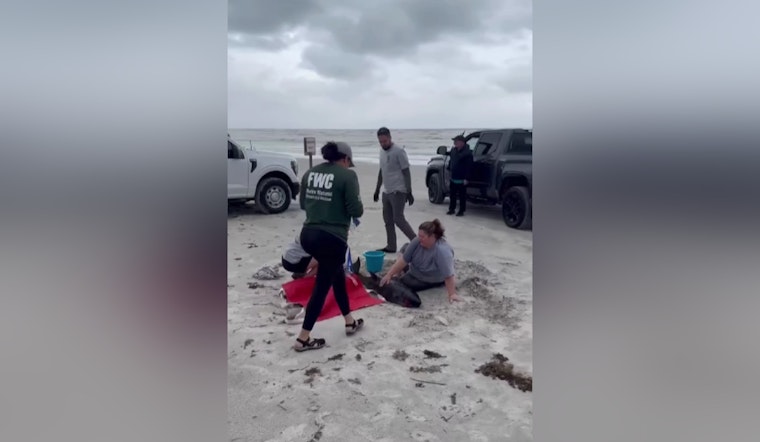 Stranded Dwarf Sperm Whale Calf Euthanized in St. Johns County After Ingesting Shopping Bag in Plastic Pollution Tragedy
