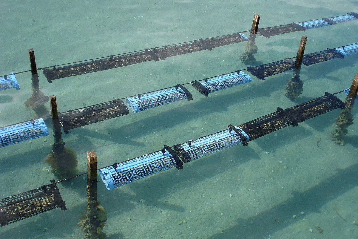 Strict Limits on Texas Oyster Harvest as Season Opens, TPWD Targets
