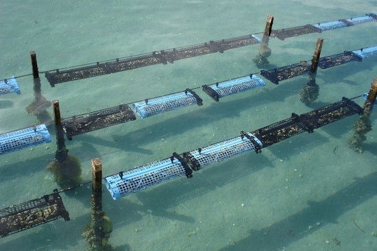 Strict Limits on Texas Oyster Harvest as Season Opens, TPWD Targets Sustainable Fishing Amid Population Concerns
